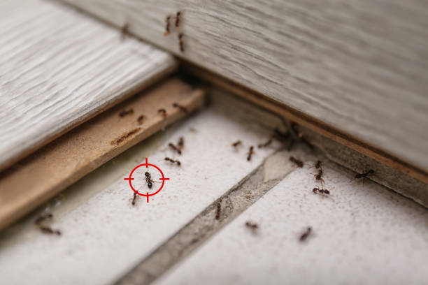 Best Bed Bug Extermination  in Terra Bella, CA